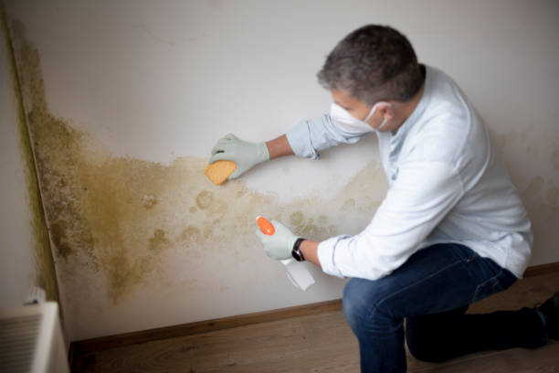 Best Mold Removal for HVAC Installations  in Abbeville, AL