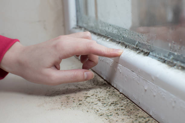 Best Mold Remediation for Rental Properties  in Abbeville, AL