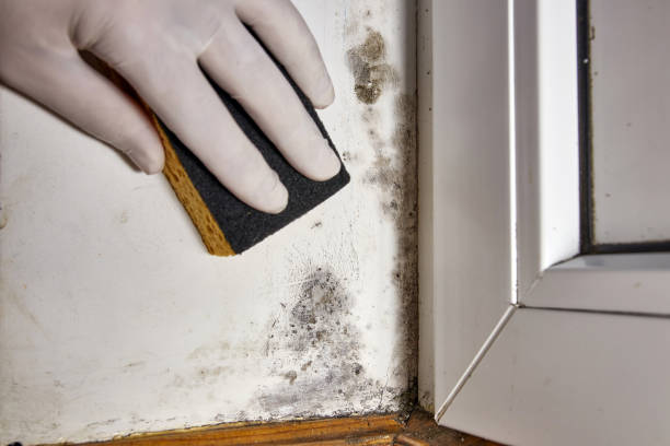 Best HVAC Mold Inspection and Cleaning  in Abbeville, AL